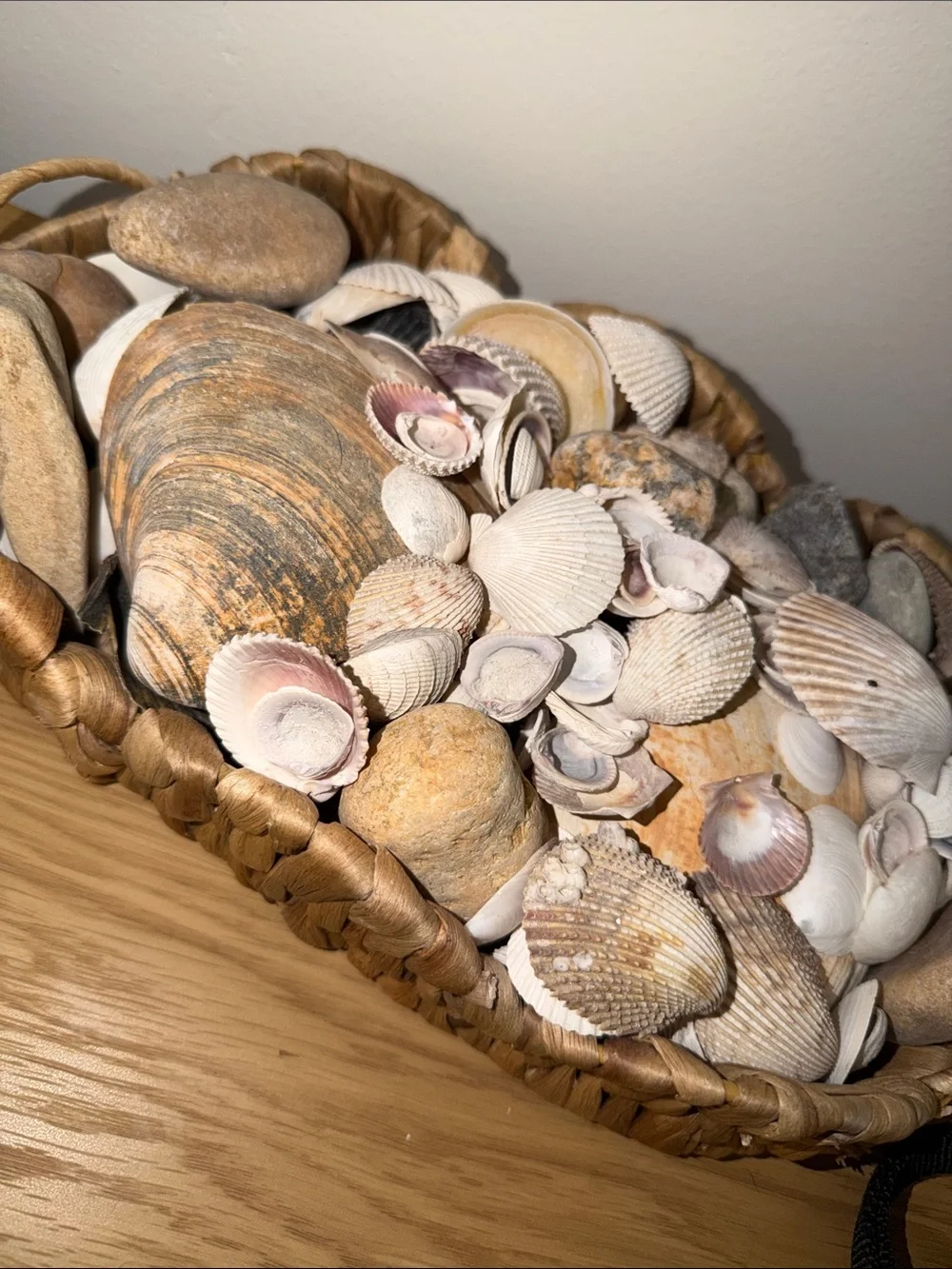 Seashell Decorative Bowl - Natural Brown and Cream
